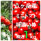 1番人気!コクトマ! こくがあって味濃いめ 八ヶ岳産ミニトマト 箱込約1kg お子様も生でパクパク! 減農薬栽培 品質保証あり 001