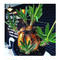 pachypodium gracilius《L size》※現地球株発根済(店主所有株)※360度現地焼け表皮&360度胴吹き枝を持つ唯一無二過ぎる渾身の一株※mad black bowl pot植え