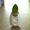 ARO -Pot For Aromaticus-