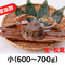 【タグ付き】生・松葉がに(小・600~700g)【鍋・焼きカニ・カニ刺し】【入荷次第の発送】