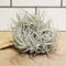Tillandsia recurvifolia var. subsecundifolia clump レクルビフォリア・サブセクンディフォリア クランプ