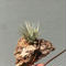 Tillandsia Sprengeliana