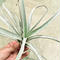 Tillandsia chiapensis チランジア チアペンシス Lサイズ
