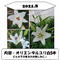 【1か月ごと】■2021ユリの定期便■Life with Lilies~ユリと一緒に暮らしてみませんか?~毎月違うユリが生産者から直接届く!ワクワク感!発送先を変えることも可能です♪