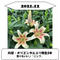 【1か月ごと】■2021ユリの定期便■Life with Lilies~ユリと一緒に暮らしてみませんか?~毎月違うユリが生産者から直接届く!ワクワク感!発送先を変えることも可能です♪
