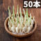 50本【単発購入商品】スプラウトにんにく鉄子 美味 翌日におわない 高栄養価