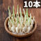 10本《初めて食べる方限定!初回お試し特別価格》スプラウトにんにく鉄子 美味 翌日におわない 高栄養価