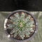 Agave victoriae-reginae 姫笹の雪
