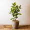 Ficus Altissima | フィカス・アルテシマ