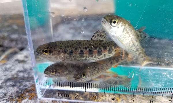 EARTH TROUT限定 カワサバ 5cm～6cm 20匹 ヤマメ×イワナ