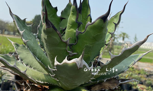 Agave Greenlife