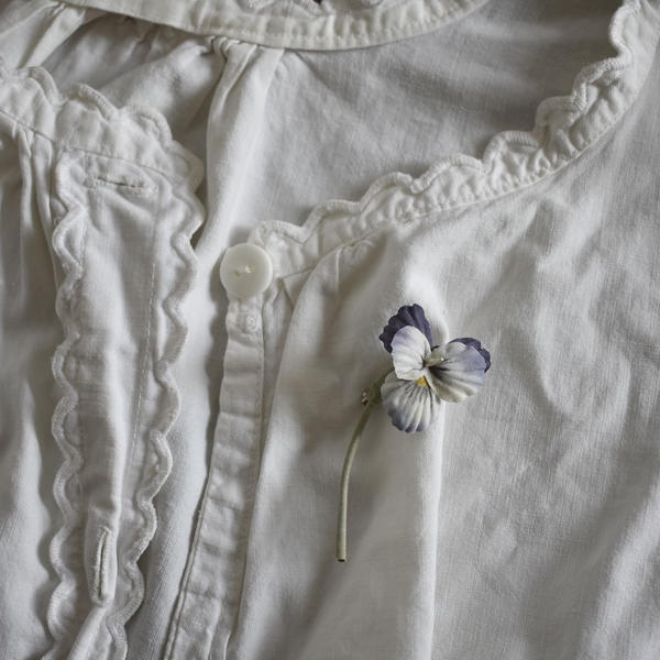viola white×purple