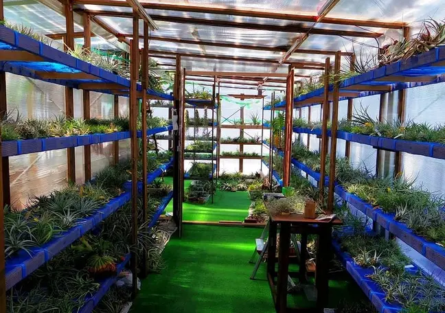 常葉植物園 Tokiwa Botanical-Garden / ティランジア(エアプランツ