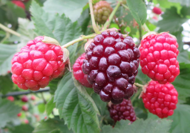 ボイセンベリー Store