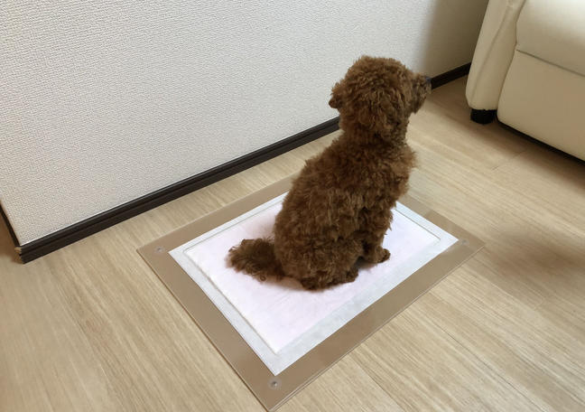 トイプードルのトイレ専門店