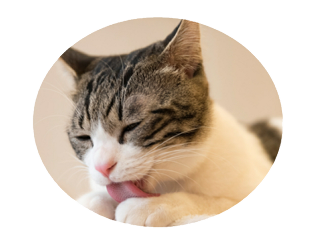 猫処またたび亭