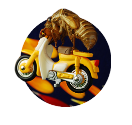 蝉のぬけがら販売 ヌケガラッチショップ