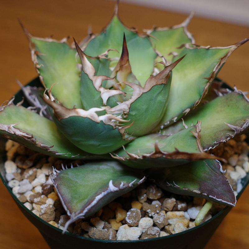 Agave ritanota 山猫 Lize産 アガベ チタノタ