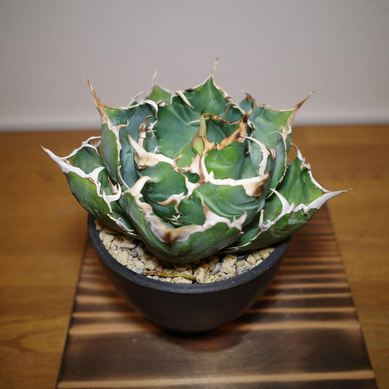 GF250 バチバチ改造