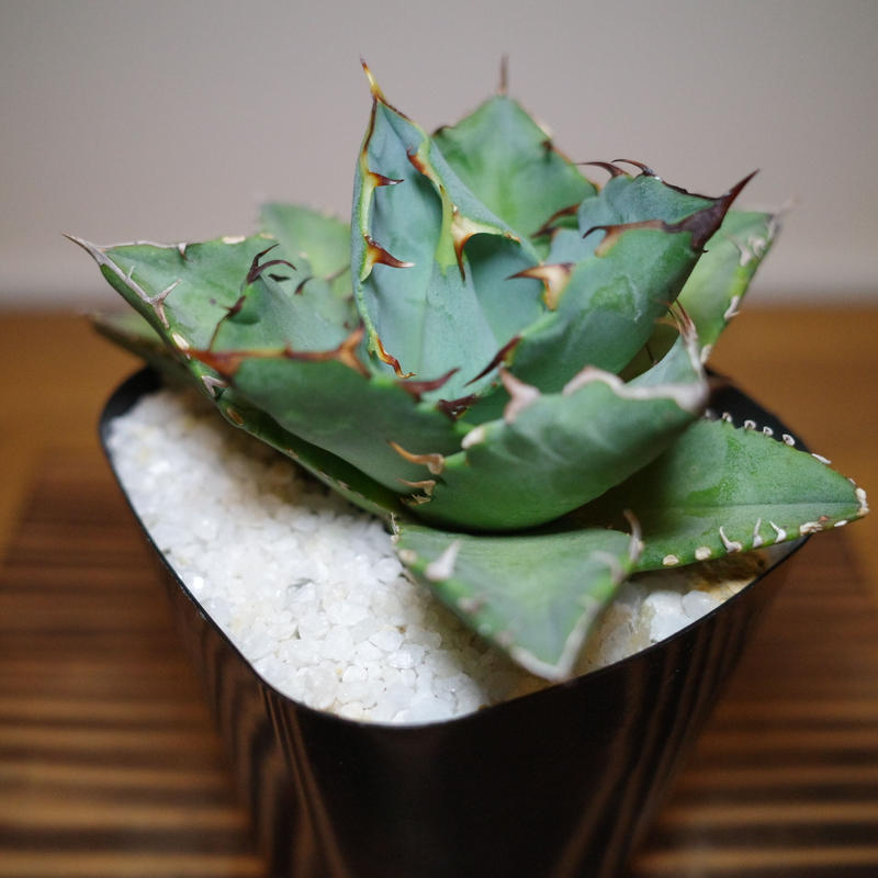 Agave ritanota 山猫 Lize産 アガベ チタノタ