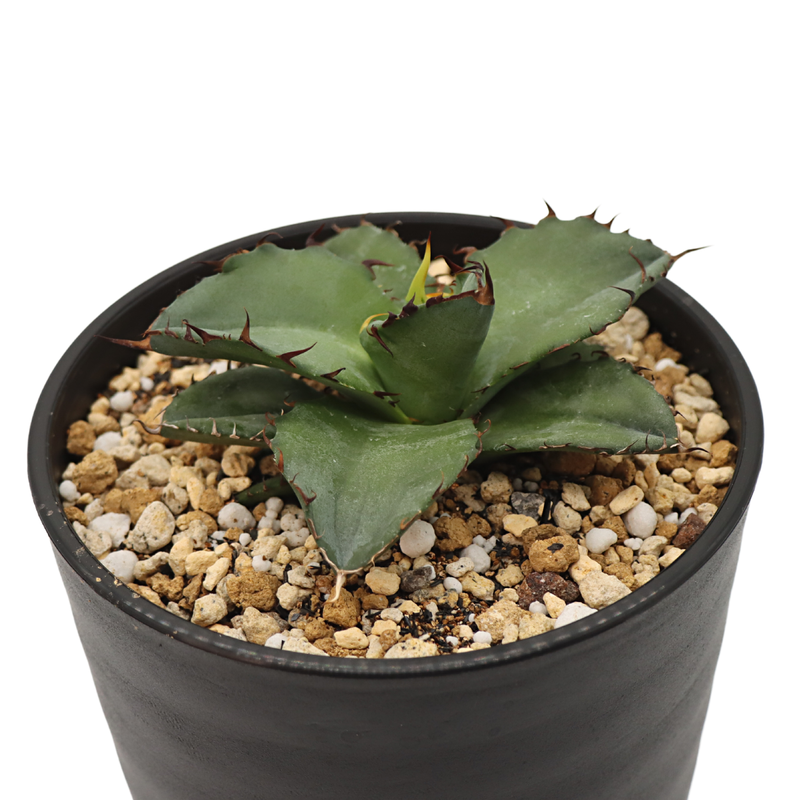 ご注意ください BB03 アガベ チタノタ ブラックアンドブルー - 通販