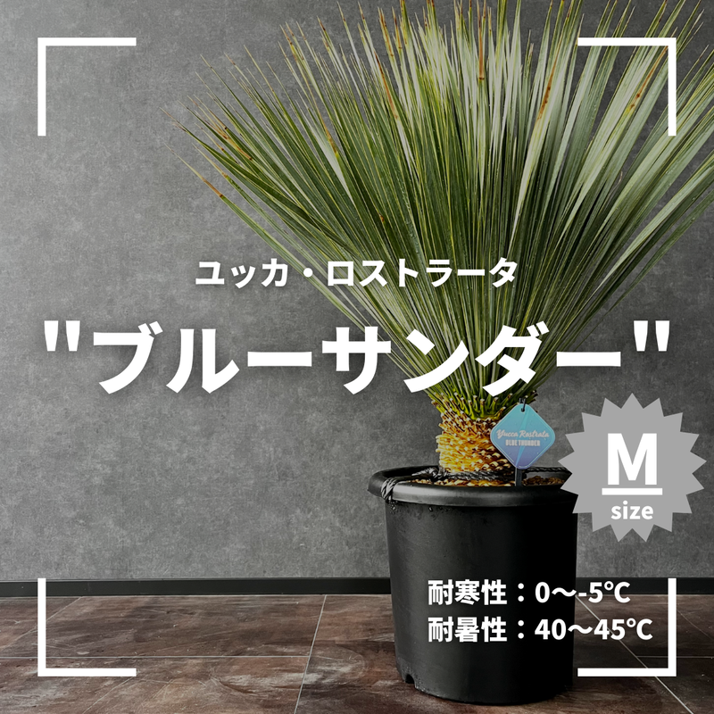 現品/発根済】ユッカ ロストラータ『ブルーサンダー』