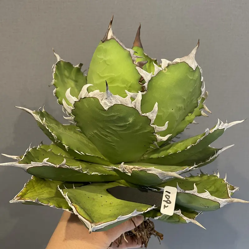 輝く高品質な アガベ チタノタ 大鋼牙 白排刺 +Fo076 メダカ苔 植物