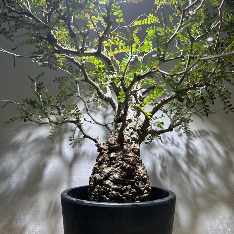 P69 オペルクリカリア パキプス pachypus 塊根植物 コーデックス