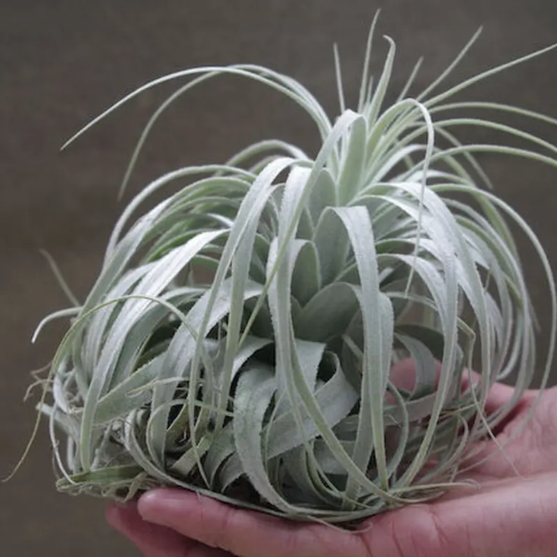チャペウエンシス チュリフォルミス 01号 | air-plants TENGU-DO