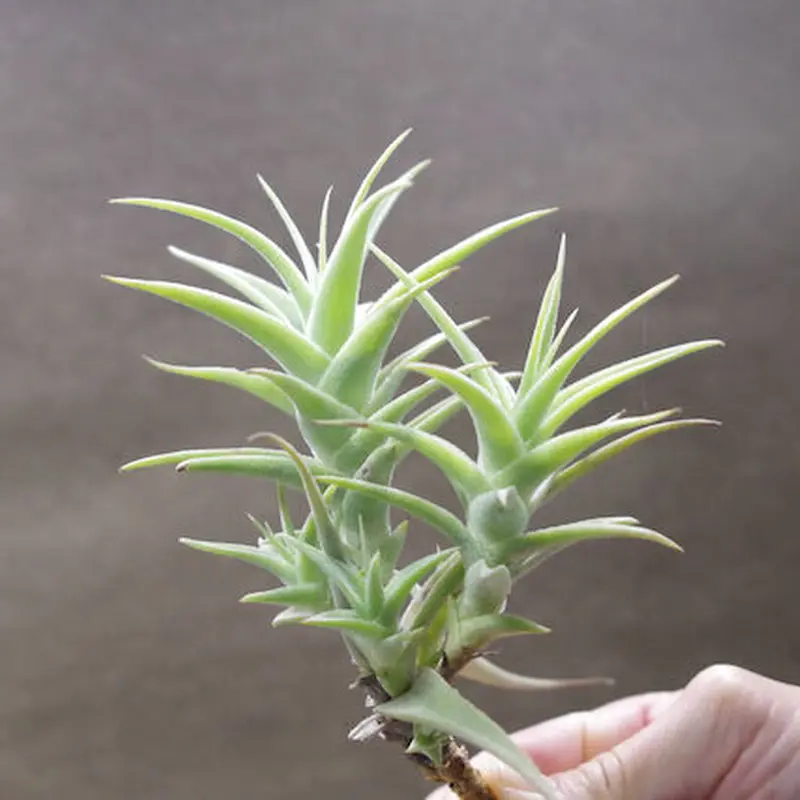 プルプレア クランプ 05号 | air-plants TENGU-DO