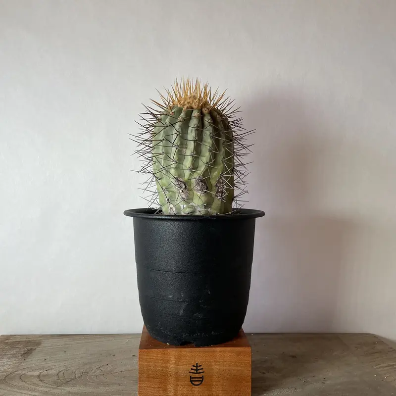 ☆サボテン・多肉植物☆849☆ コピアポア・ギガンティア 逆鱗丸 現地球