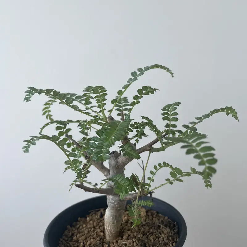 新着】Boswellia neglecta【良型・国内実生】 ボスウェリア