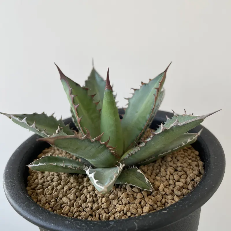 Agave アガベ ホリダ ドワーフ リョウゼツラン 4