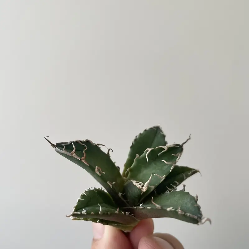 新着】Agave メリクロン オテロイ【ベアルート株】オアハカからの選抜