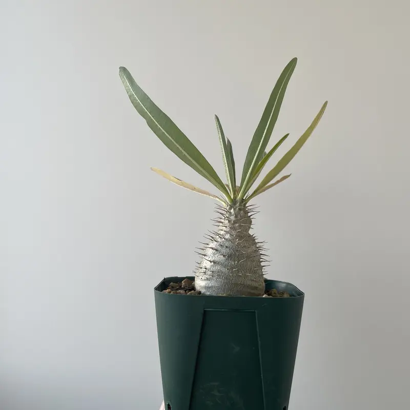 Pachypodium Gracilius【店主選抜まん丸国内実生】パキポディウム