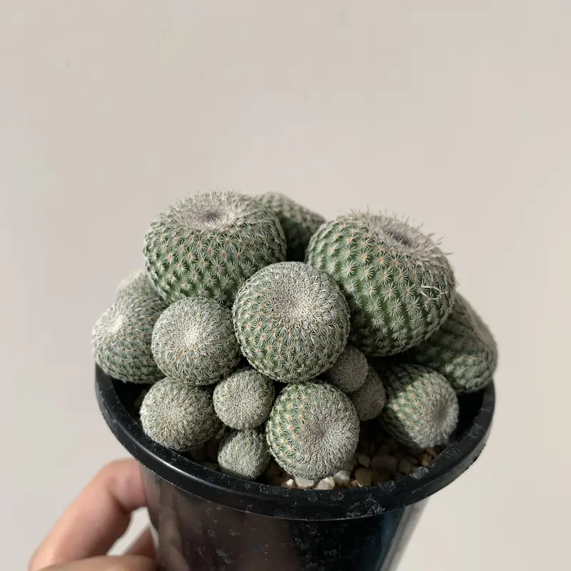 エピテランサ・かぐや姫群生１【アートなサボテン】 | 青坊主-aobouzu-