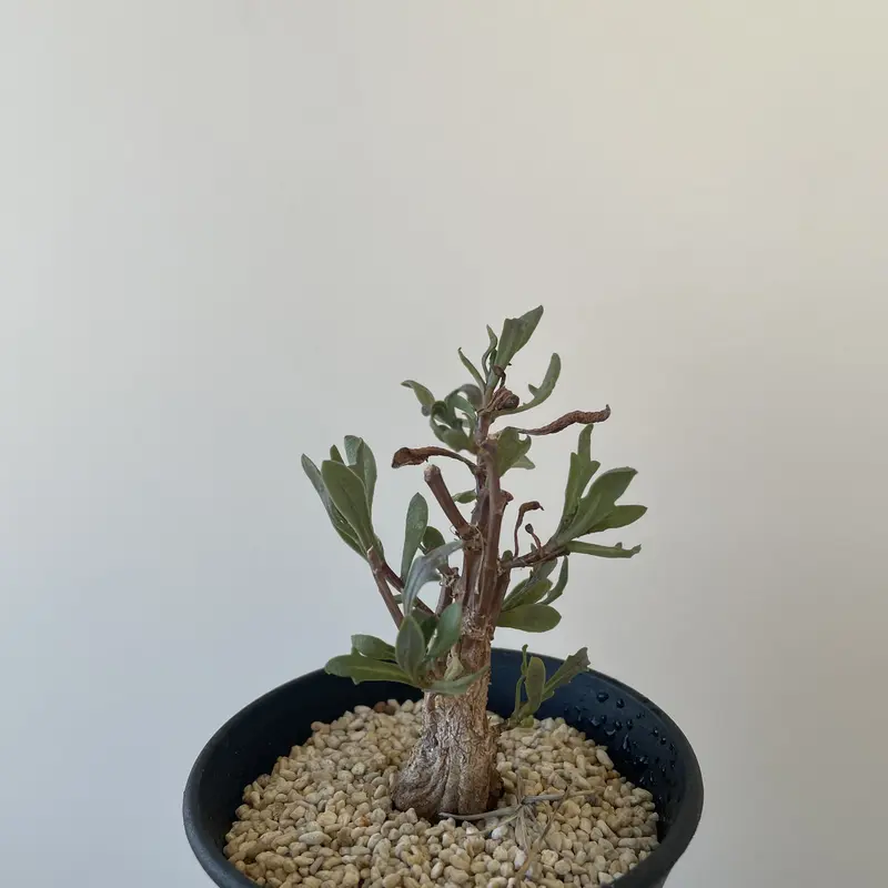 冬型塊根植物 オトンナ クラビフォリア 抜き苗 メルカリ便 親し