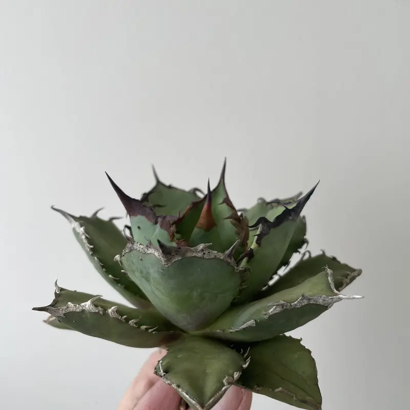Agave titanota チタノタ トリカラー 親株 希少株 価格交渉可