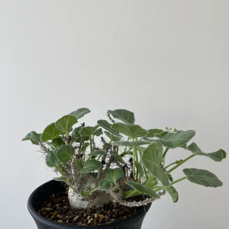 【管理良好・発根済】ヤトロファ　マルギナータ（塊根植物）ODDROOTS管理株 管理良好】ヤトロファ マルギナータ（塊根植物）ODDROOTS管理株