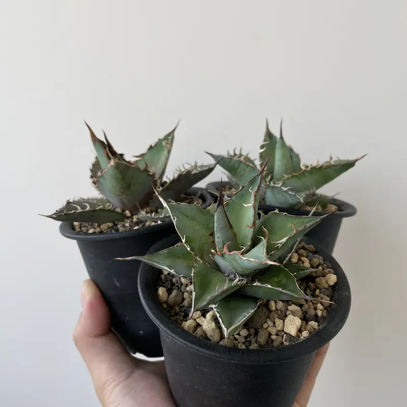 長野県産名もなきチタノタ】Agave titanota NO NAME C【3株のなかから...