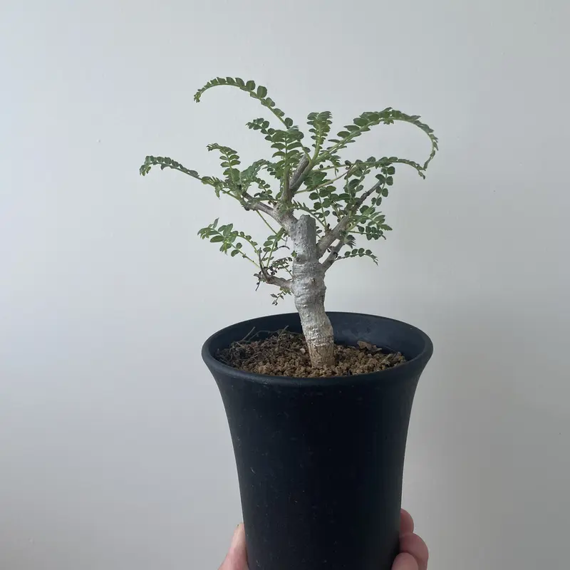 新着】Boswellia neglecta【良型・国内実生】 ボスウェリア