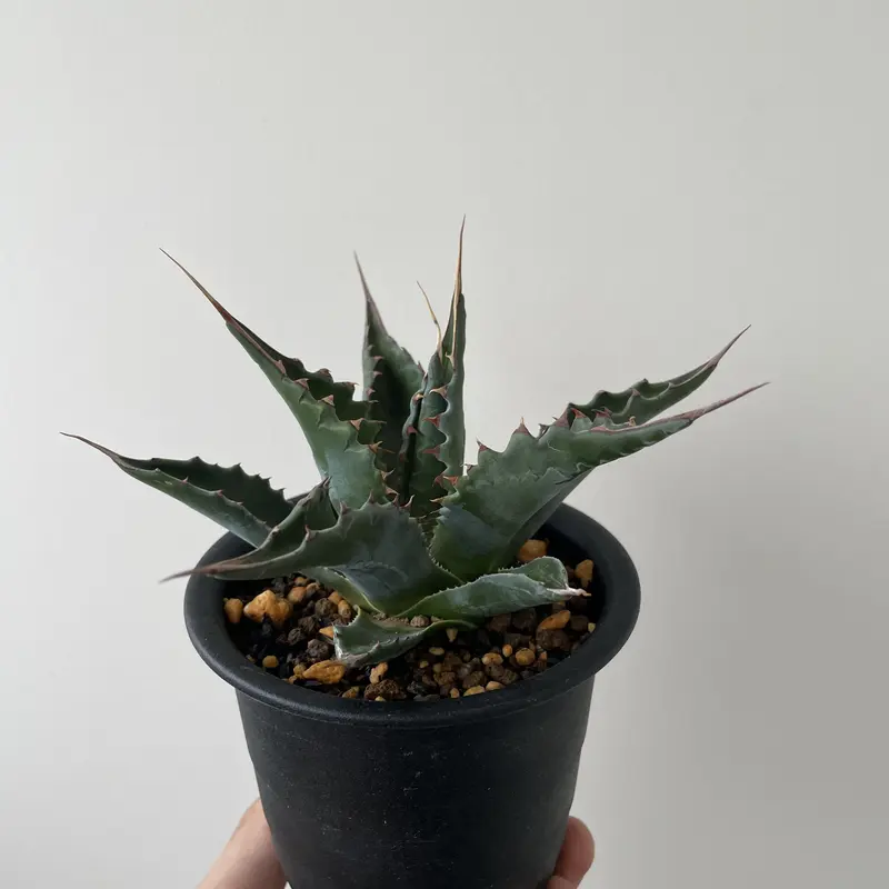 大型‼️ Agave montana アガベ モンタナ 耐寒性有り