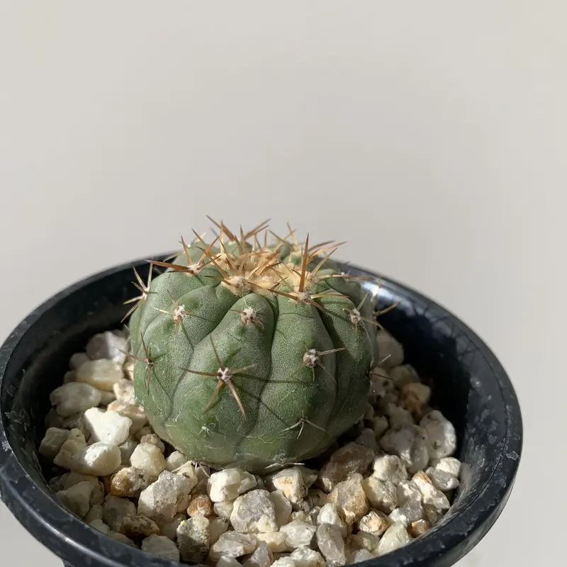 最適な材料 実生特大 コピアポア・コルムナアルバ 孤竜（検 アガベ