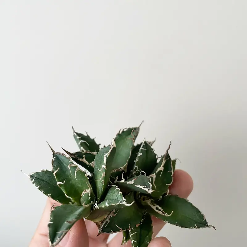 新着】Agave メリクロン オテロイ【ベアルート株】オアハカからの選抜