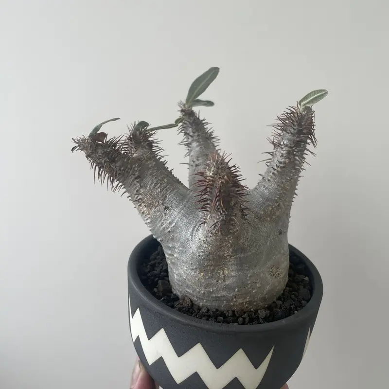 valiem グラキリス専用鉢 ROUGH 保て L size 