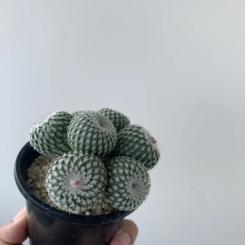 新着】かぐや姫群生３【サボテン・最高に可愛いです】 | 青坊主-aobouzu-