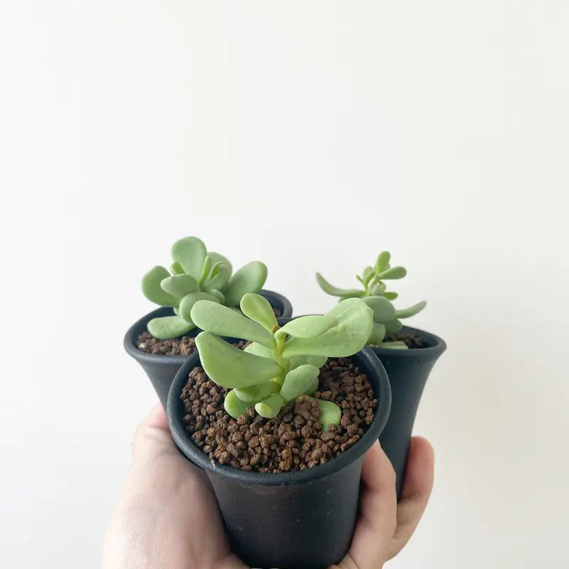 4-29 Ceraria pygmaea ケラリア ピグマエア ベアルート株