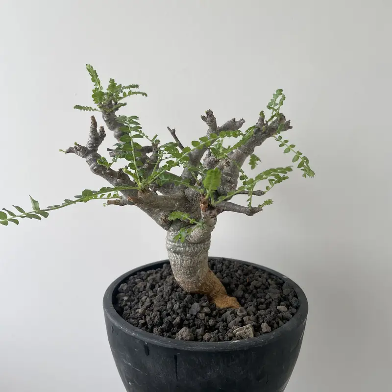 Boswellia neglecta【タイからの選抜実生苗】 ボスウェリア ネグレクタ