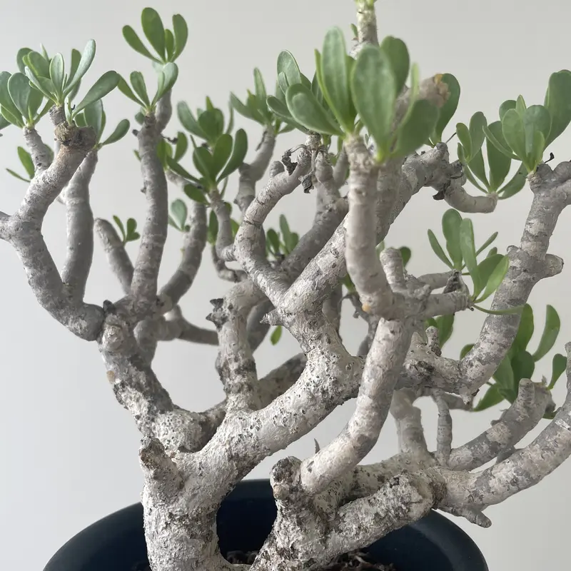 シルバー/レッド 【塊根植物】オトンナ フルカタ - crumiller.com