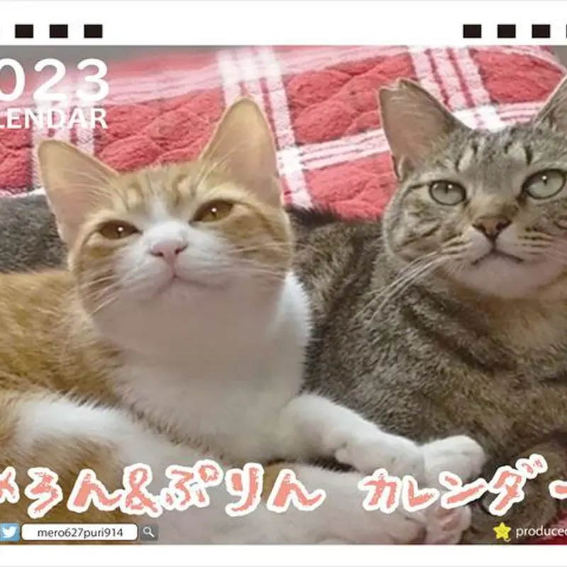 予約販売】 猫のめろん＆ぷりん 2023年 卓上カレンダー TC23054 | ANISTAR